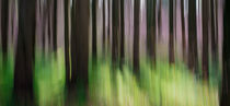 Licht im Wald by Thomas Joekel