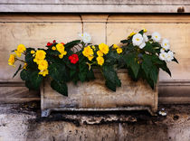 Red, yellow and white begonias in a stone tub. by Louise Heusinkveld