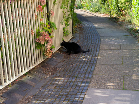 Cat-and-fence0304