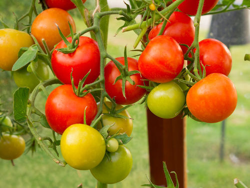 Greenhouse-tomatoes0356