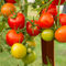 Greenhouse-tomatoes0356