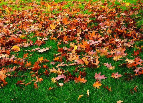 Oak-leaves0501