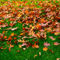 Oak-leaves0501