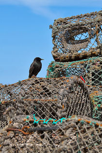 Starling on Lobster Pots by Louise Heusinkveld