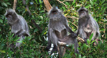 Three Monkeys von Louise Heusinkveld