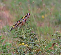 Three Goldfinches by Louise Heusinkveld