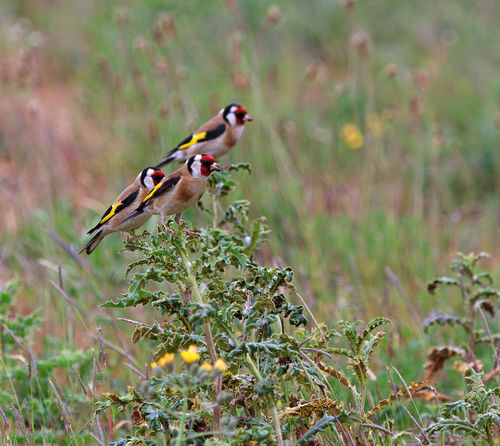 Three-goldfinches0363