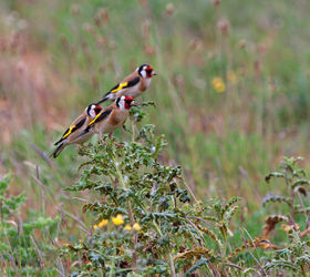 Three-goldfinches0363