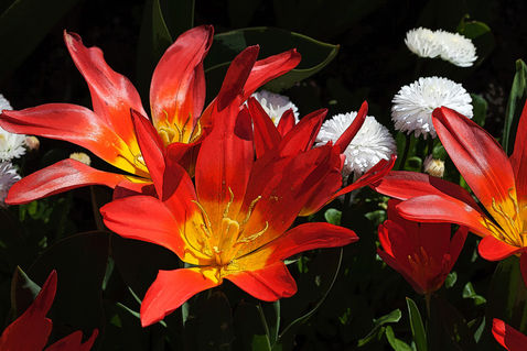 Orange-tulips1759
