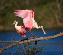 Courting Spoonbills by Louise Heusinkveld