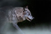 Wolf on the Prowl von Louise Heusinkveld