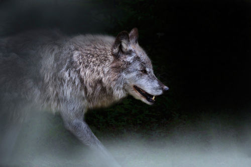 Wolf-on-the-prowl0600-2