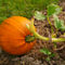 Pumpkin0355