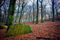 Chevin Forest Park #1 by Colin Metcalf