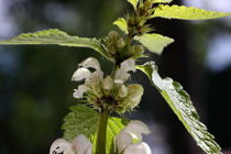 Blühende Taubnessel - Blossoming nettle von ropo13
