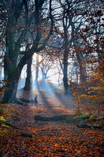 Chevin Forest Park #2 by Colin Metcalf