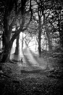 Chevin Forest Park #2 Mono by Colin Metcalf
