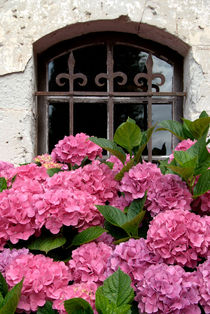 Hydrangeas before window - Hortensien vor Fenster von Ralf Rosendahl
