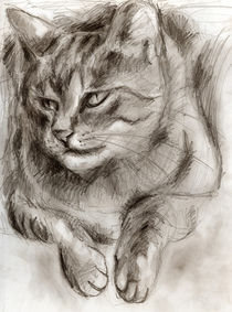Cat Drawing by Hiroko Sakai