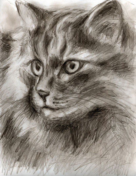 Cat-drawing2