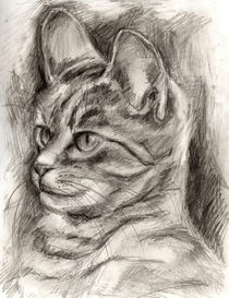 Cat Drawing by Hiroko Sakai