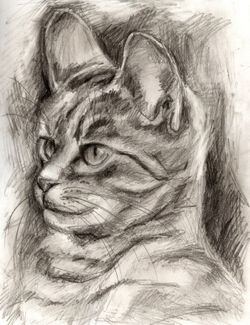 Cat-drawing3