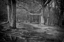 Chevin Forest Park #3 Mono by Colin Metcalf