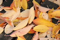 Blätter der Vogelkirsche von alsterimages