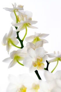 l'orchidée  by Boris Selke