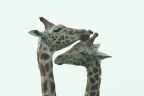 Giraffen von Miriam Deborah Michaelsen