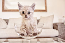 Babycat von Katrin Lantzsch
