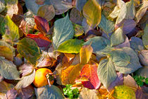 Autumn colors von Raffaella Lunelli
