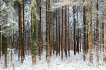 Winterwald 1 von Thomas Joekel