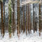 Heller-winterwald
