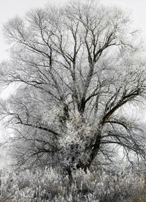 Weisser Baum von Thomas Joekel