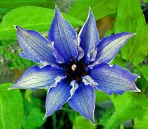 Blaue Blume by aidao