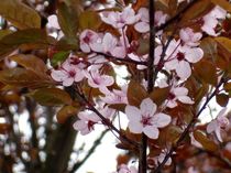 Frühlingsblüten by aidao
