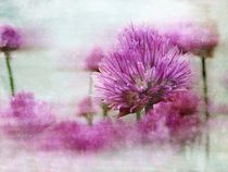 Alliumblüten by claudiag