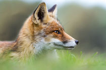 Fox on the prowl by Marcel Derweduwen