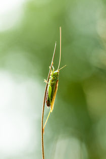 Grasshopper by Marcel Derweduwen