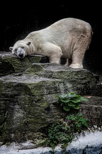 The Contented Bear by Chris Lord