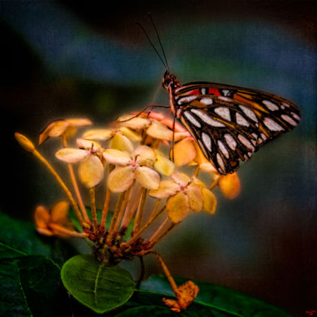 Tropicalbutterfly