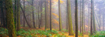 Misty Autumn Forest Panorama by Craig Joiner