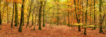 Beech Woodland in Autumn von Craig Joiner