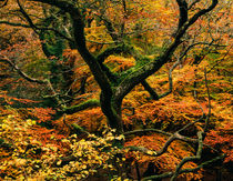 Woodland Autumn Colour von Craig Joiner