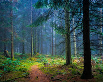 Forest Pathway von Craig Joiner