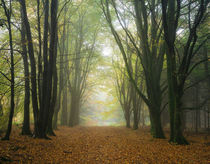 Misty Beech Tree Woodland von Craig Joiner
