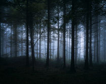 Dark Misty Forest by Craig Joiner
