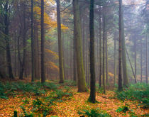 Misty Autumn Forest von Craig Joiner