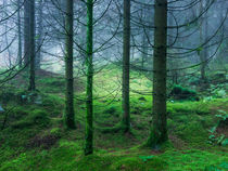 Moss Carpeted Forest von Craig Joiner